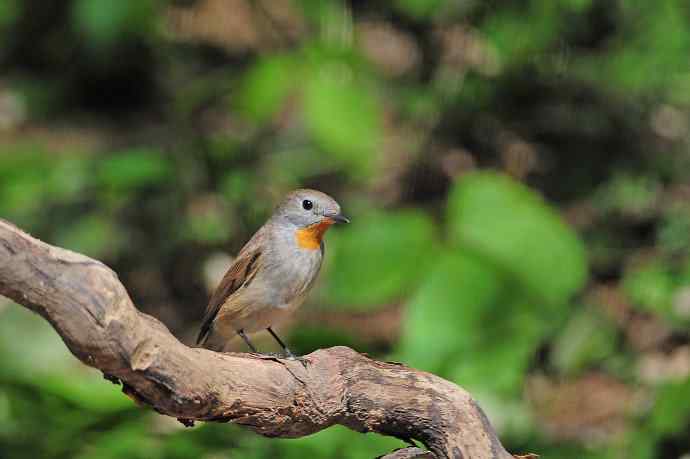 雄性红喉姬鹟（4）