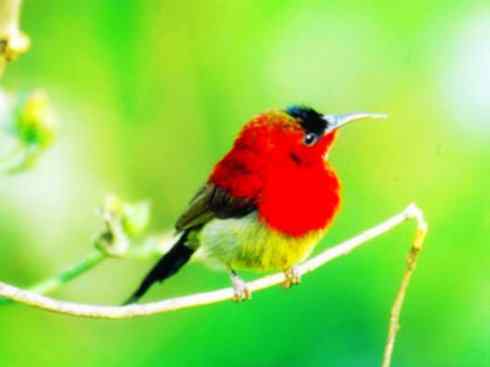 美丽无罪：雀鸟之太阳鸟