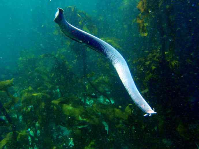 鱼类活化石：盲鳗