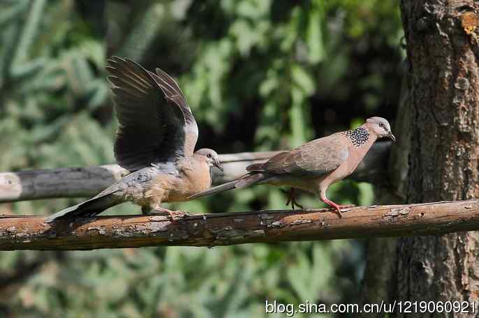 珠颈斑鸠（喂食）
