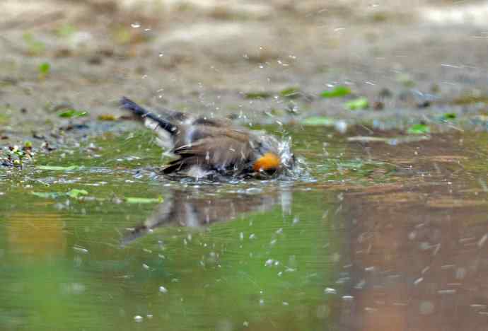浴(红喉姬鹟) 浴(红喉姬鹟)