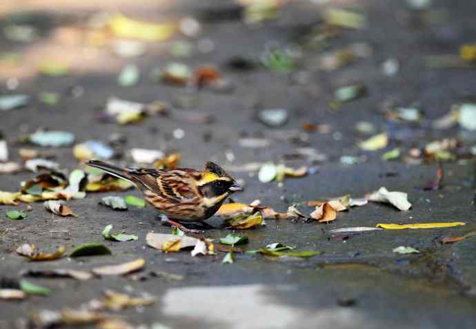 北京天坛公园的鸟类——黄喉鹀（1）