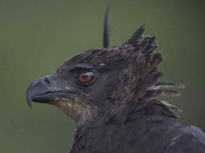 犬科：狐亚科伪狐属之阿根廷狐、山狐、达尔文狐