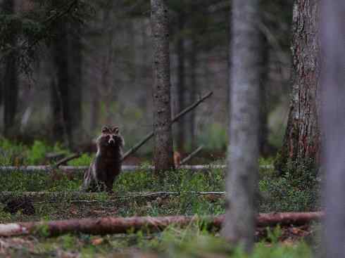 犬科:犬亚科犬属之貉 犬科:犬亚科犬属之貉