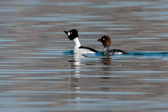 鹊鸭秀芭蕾 倒踢紫金冠☆★