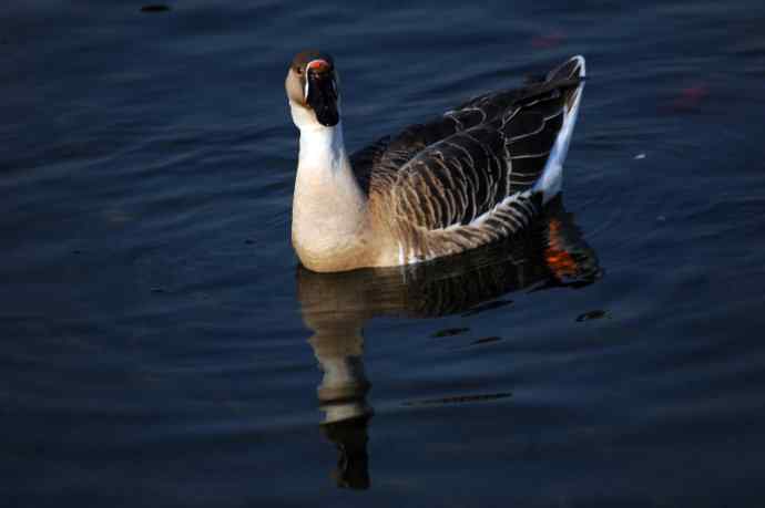 留在北京的鸿雁（随拍）