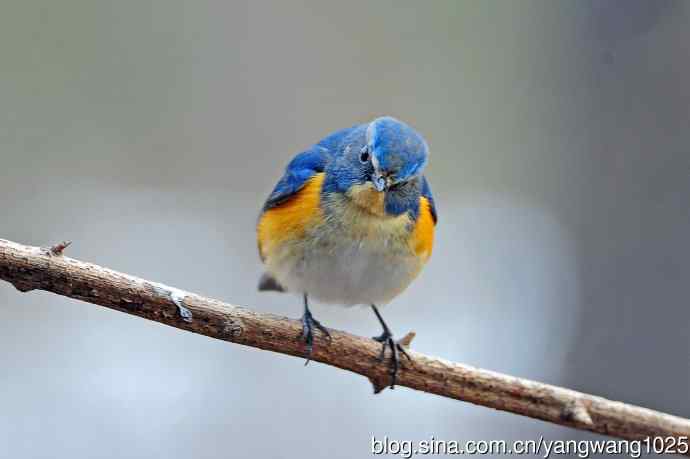 昨天好收获（雄性红胁蓝尾鸲）