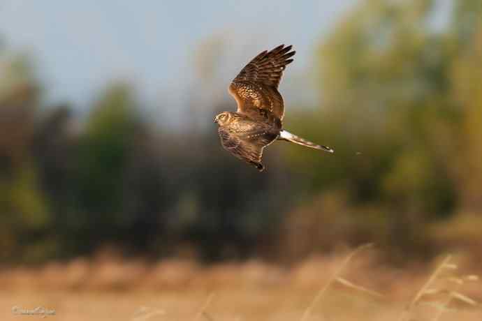 野鸭湖.夕阳下的白尾鹞