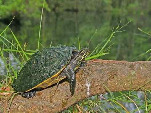 玄武：传说的兽原型探秘（鳄龟）
