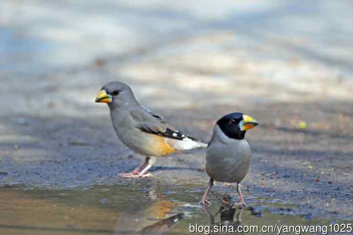 饮水的黑尾蜡嘴雀(1) 饮水的黑尾蜡嘴雀(1)