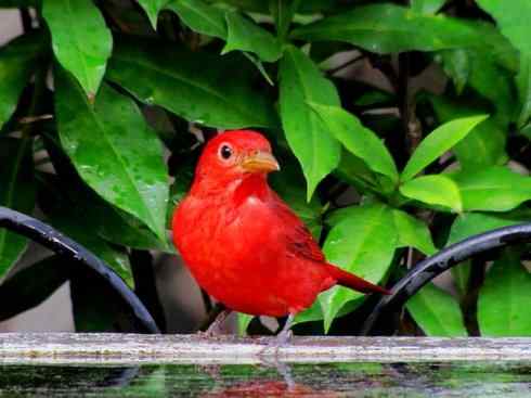 极品红色鸟类：玫红比蓝雀