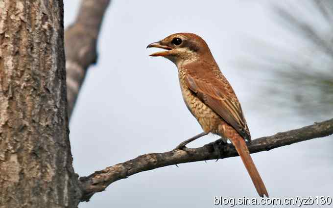 七里海周边鈥湻街酃扳澊蚰