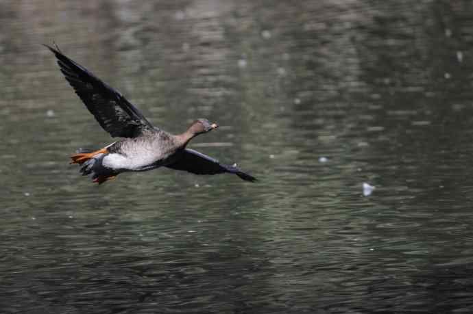 八月十六（杂片）