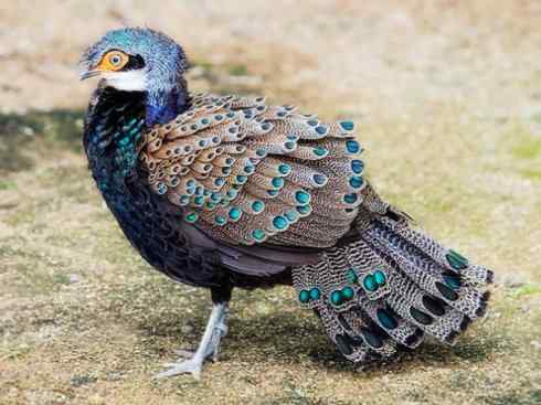 凤凰：传说中的鸟原型探秘（孔雀雉）