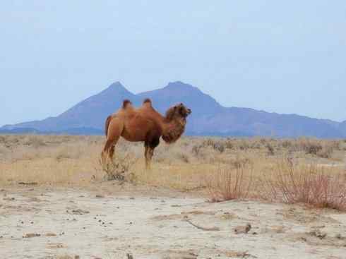 麒麟：传说的兽原型探秘（叉角羚）