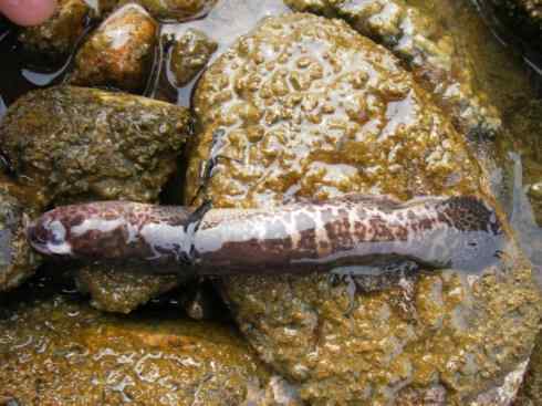 鱼类活化石：矛尾鱼