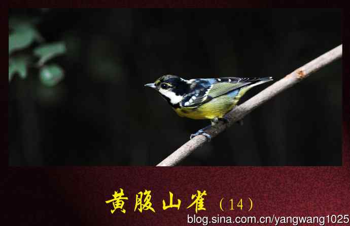 北京天坛公园的鸟类——黄腹山雀(14)