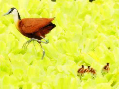 奇特的盔：非洲雉鸻