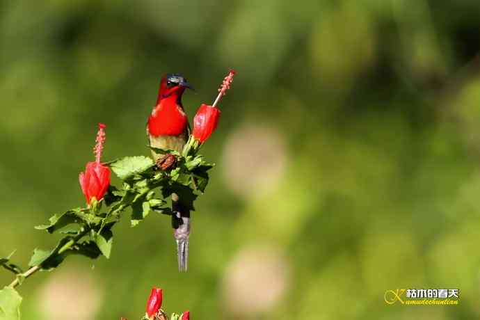 西双版纳拍鸟:黄腰太阳鸟 西双版纳拍鸟:黄腰太阳鸟