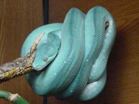 龙:传说的兽原型探秘(树蟒类) 龙:传说的兽原型探秘(树蟒类)