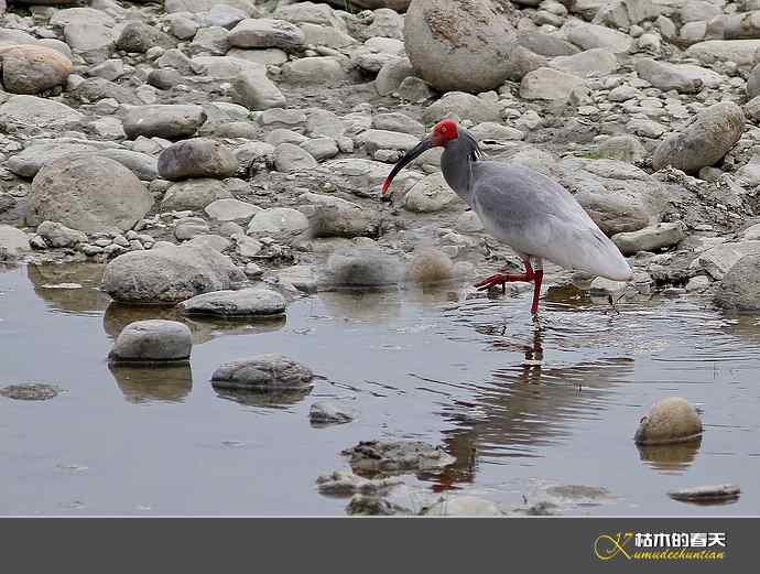 洋县拍鸟：珍禽鈥斨禧q