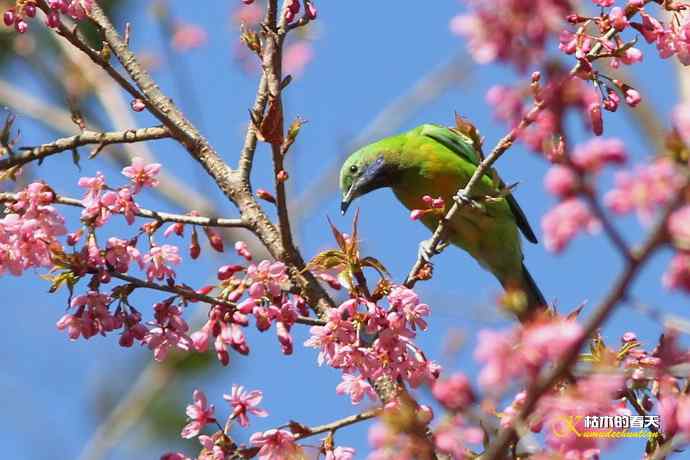 云南拍鸟的几张记录片