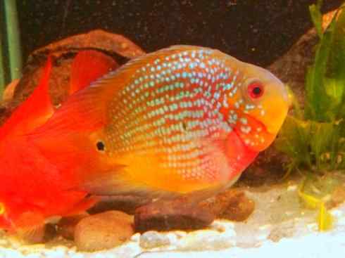 鱼类活化石:澳洲肺鱼 鱼类活化石:澳洲肺鱼