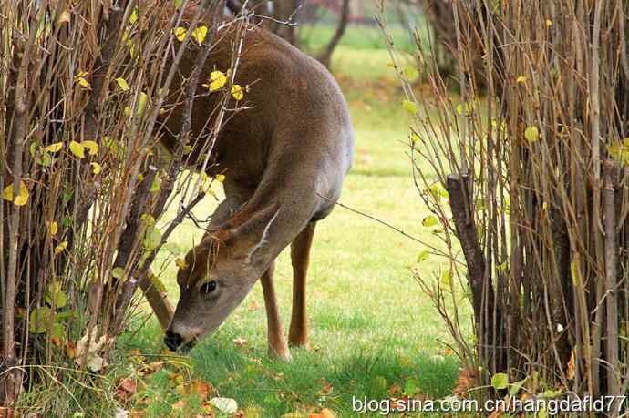 后院野鹿