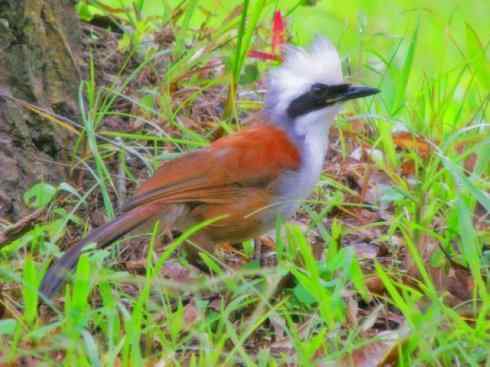 家禽驯化之源之十六