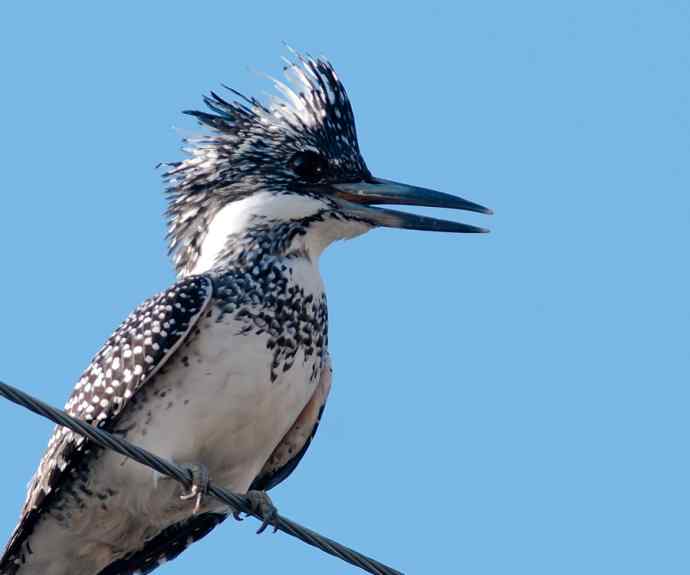 一次拍鸟会友的愉快经历