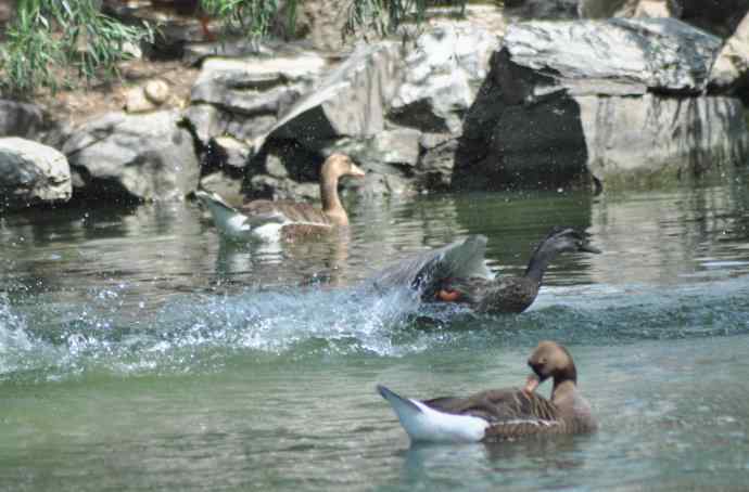 海鸥与打架的鸿雁
