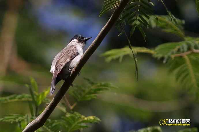 云南拍的三种鈥滒氢