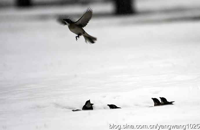 北京天坛公园的鸟类——雪中的鸟儿