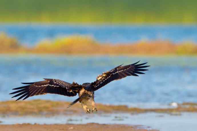 背影（野鸭湖黑耳鸢）