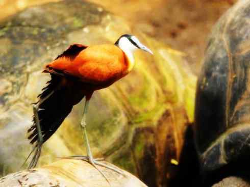 奇特的盔：非洲雉鸻