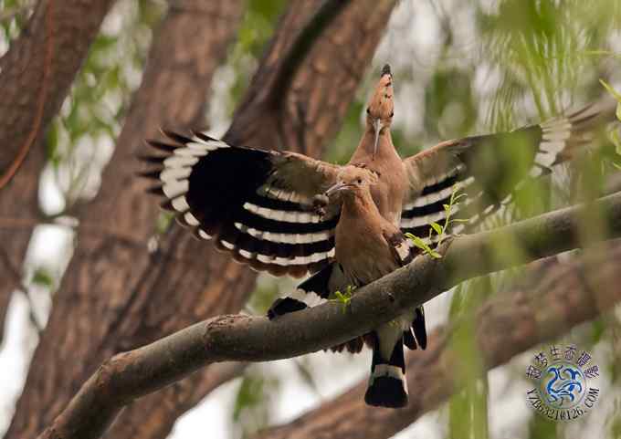 首次拍到戴胜奇观（组图，20张图片）