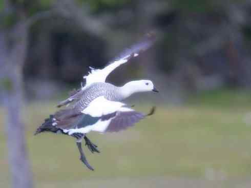 白头鸟系列：另类的美丽（斑胁草雁）