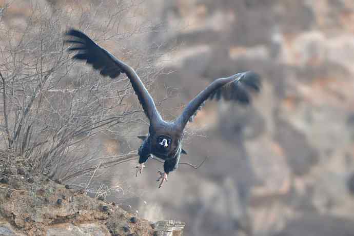 峡谷中拍摄瞬间起飞的秃鹫
