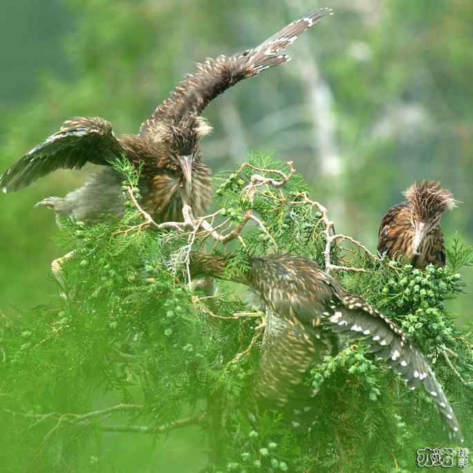 小白鹭与小夜鹭