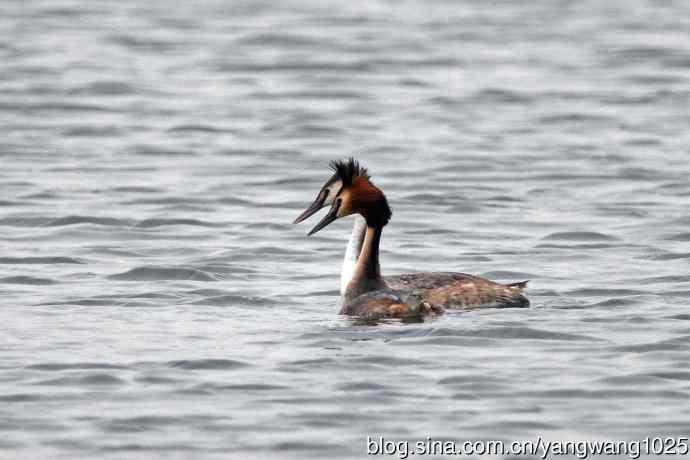 蜜月中的凤头