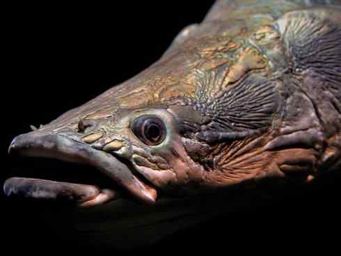 鱼类活化石：巨骨舌鱼