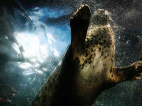 自然奇观：动物大迁徙(鳍足类)