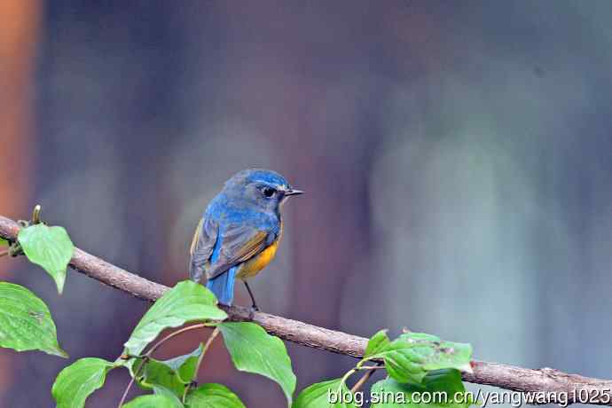 雄性红胁蓝尾鸲（33）