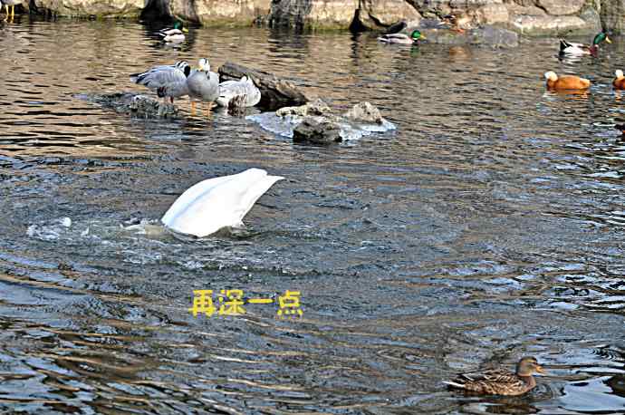 天鹅的愤怒与可怜的绿头鸭（纪实）