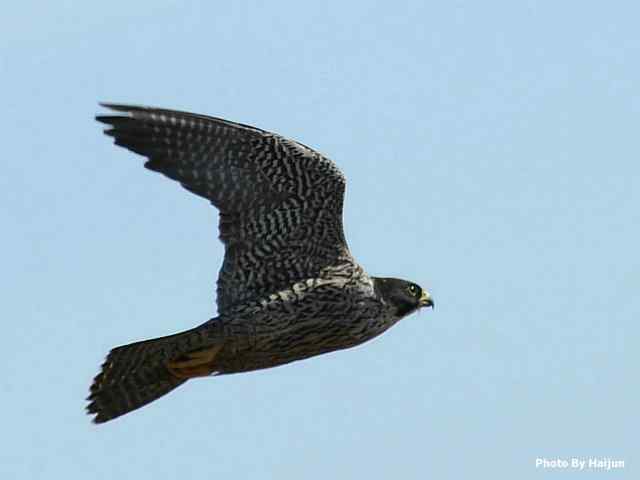 高速连拍游隼起飞瞬间