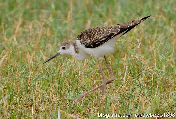 鸬鹚红腿儿和麦鸡鈥斺斈诿晒勰裥校ㄋ模