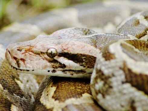 龙：传说的兽原型探秘（蟒蛇类）