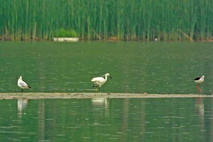 和谐 wbr wbr记录版 wbr wbr（1）