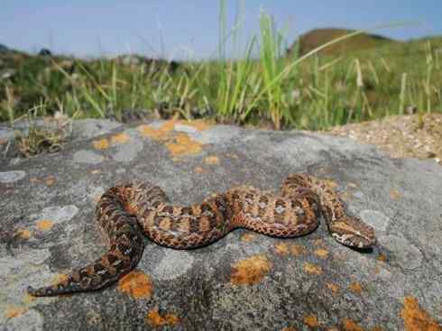 龙:传说的兽原型探秘(眼睛蛇类) 龙:传说的兽原型探秘(眼睛蛇类)