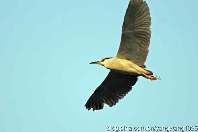 飞(夜鹭)51 飞(夜鹭)51